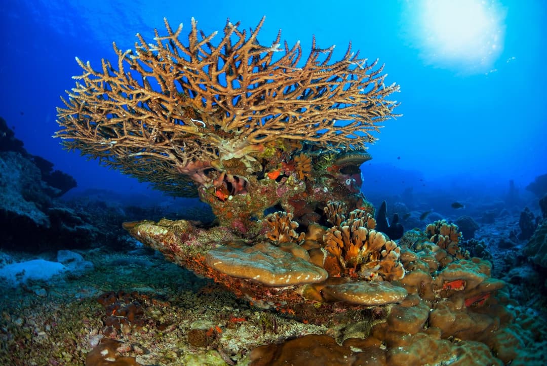 Thái Lan (Bangkok - Vườn Nong Nooch - Pattaya - Đảo San Hô Coral - Safari - Buffet Du Thuyền Trên Sông Chaopraya)