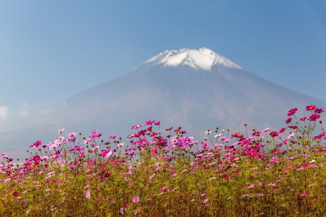 Nhật Bản (Osaka - Nara - Kyoto - Núi Phú Sỹ - Lễ Hội Hoa - Tokyo)