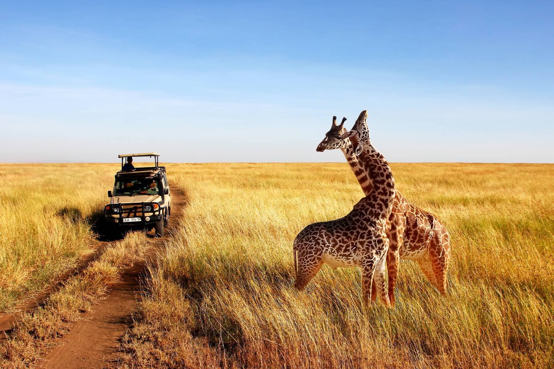 Nam Phi (Johannesburg – Gold Reef - Pretoria - Cape Town) - Thưởng Ngoạn Mùa Hoa Phượng Tím