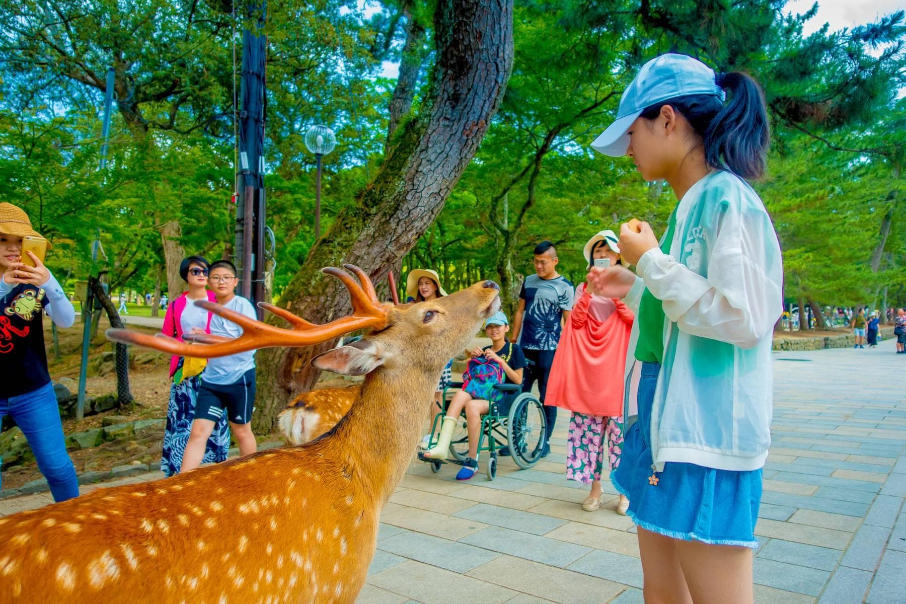 Nhật Bản (Osaka - Nara - Kyoto - Núi Phú Sỹ - Lễ Hội Hoa - Tokyo)