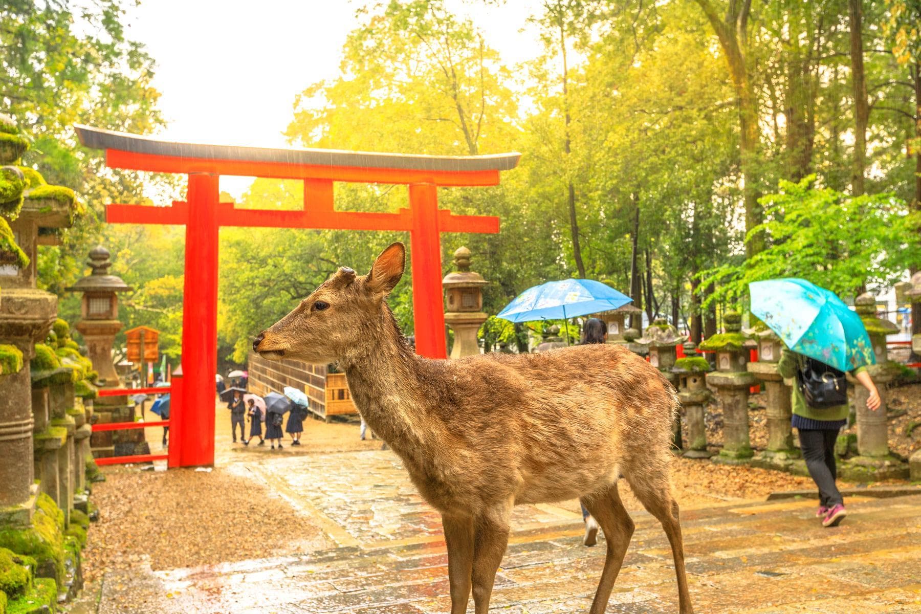 Nhật Bản (Osaka - Nara - Kyoto - Núi Phú Sỹ - Lễ Hội Hoa - Tokyo)