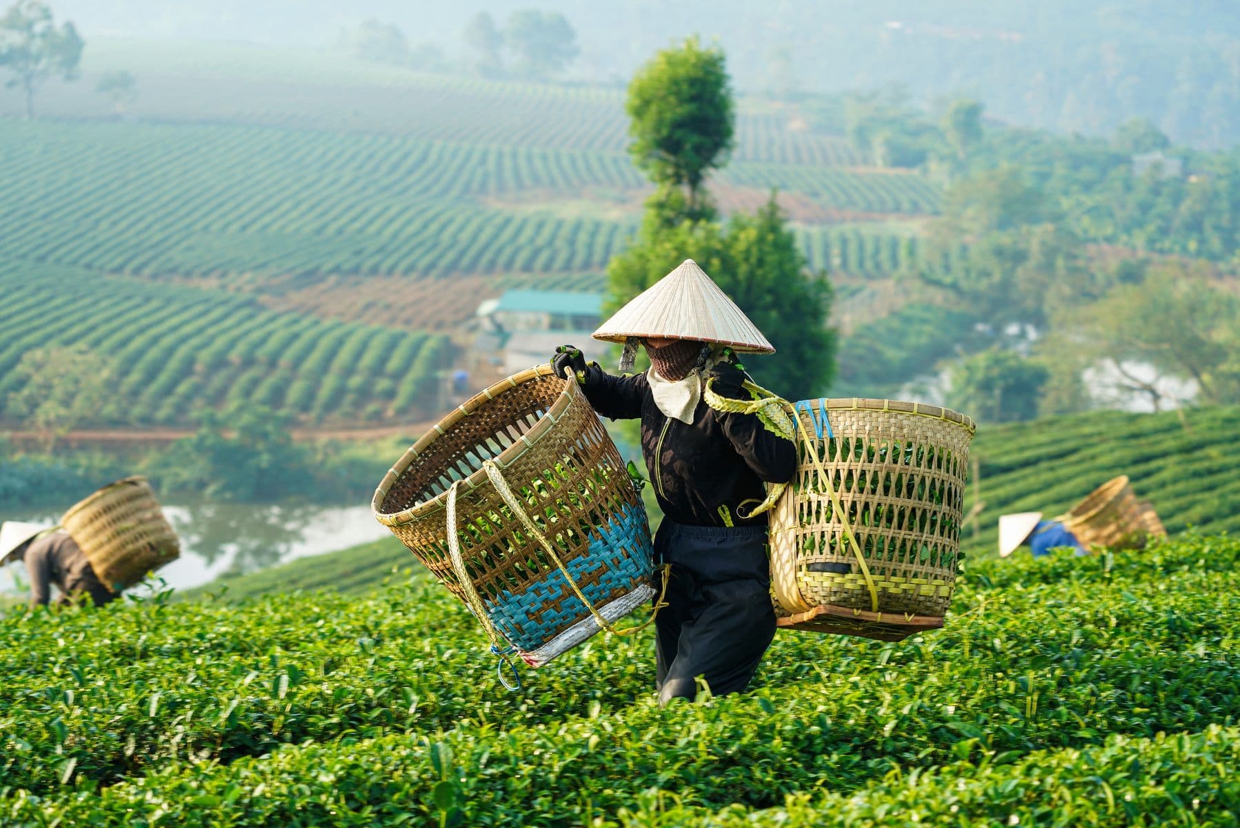 Bảo Lộc - Doi Dep Tea Resort