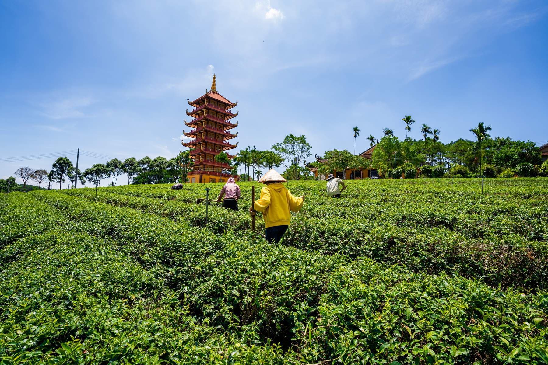Bảo Lộc - Tu Viện Bát Nhã - Chùa Di Đà - Thác Bobla - Nông Trường Trà Phước Lạc - Zenda Coffee